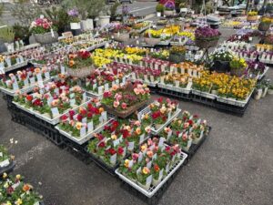 春に向けて･･･