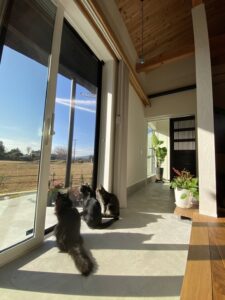 愛犬・愛猫のための住まいづくり｜窓リフォームのすすめ